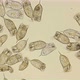 Dead Colony of Plankton Rotifers Rotifera Keratella Cochlearis, Distributed Throughout the World - VideoHive Item for Sale