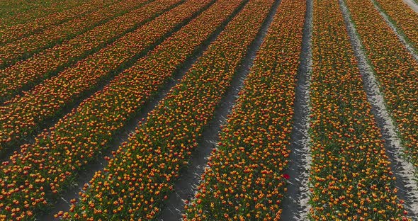 Rows of Orange striped variegated Tulips in Flevoland The Netherlands, Aerial view.