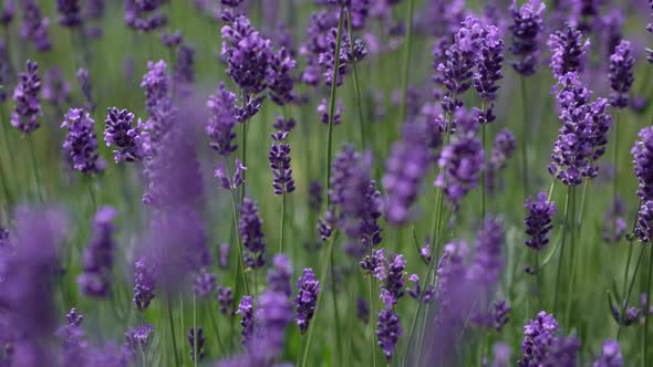 Purple Lavender 16