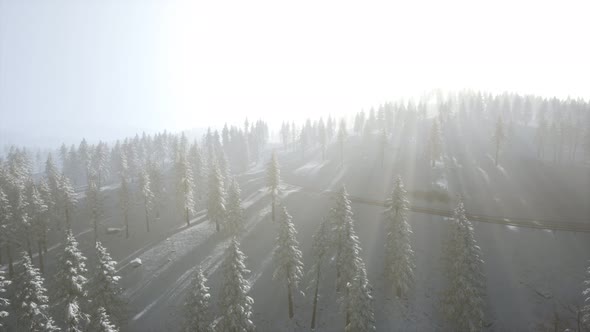 Aerial View of Forest During Cold Winter Morning