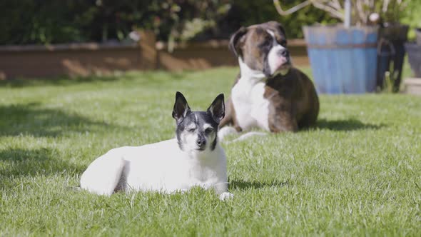 Adorable Toy Fox Terrier Dog and Boxer Relaxing on Grass Outside