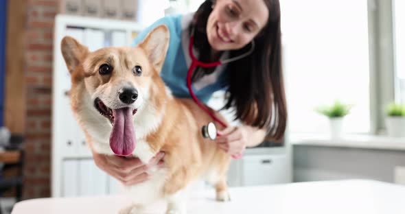 Female Veterinarian Doctor Listens with Stethoscope to Lungs of Dog