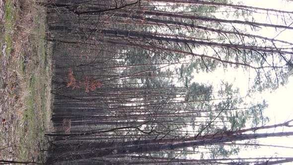 Vertical Video of Beautiful Forest Landscape