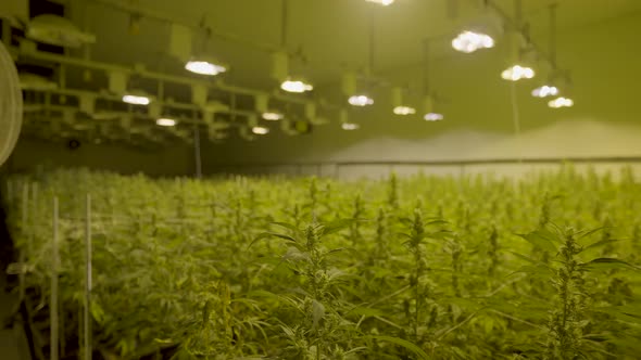 Panning over tall cannabis plants growing in professional nursery