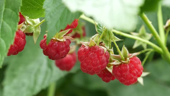 Many Ripe Raspberries Hanging On a Branch And Slowly Swaying