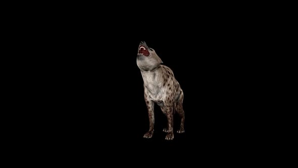 Hyena Howl Front alt