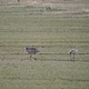 Sandhill crane with wings puffed up following another through grassy field - VideoHive Item for Sale
