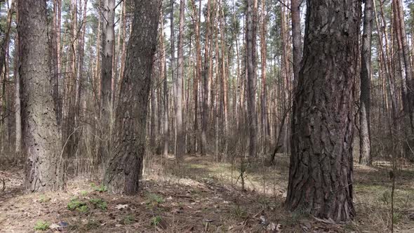 Trees in a Pine Forest During the Day Aerial View