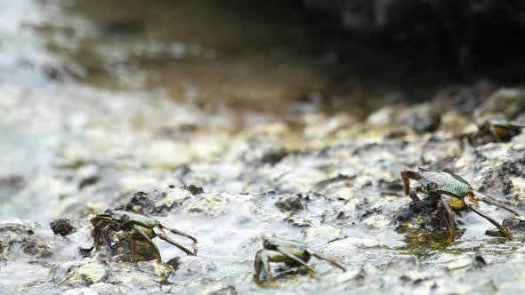 Crabs on the Rock at the Beach