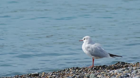 Seagull Stands on Pebble Beach