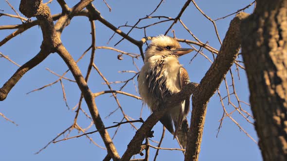 Kookaburra