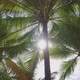 Coconut trees bottom view sun through blue sky background - VideoHive Item for Sale