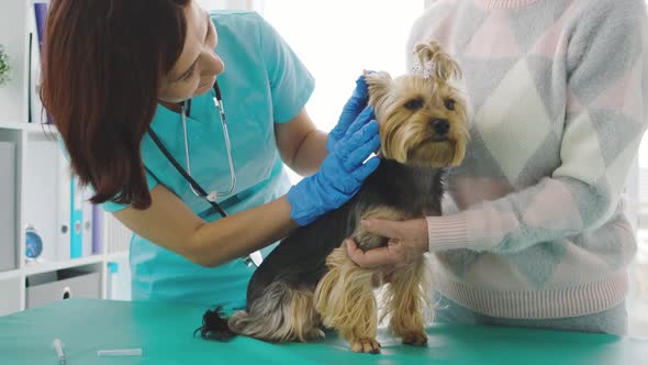 Veterinarian Checking Yorkshire Terrier Dog
