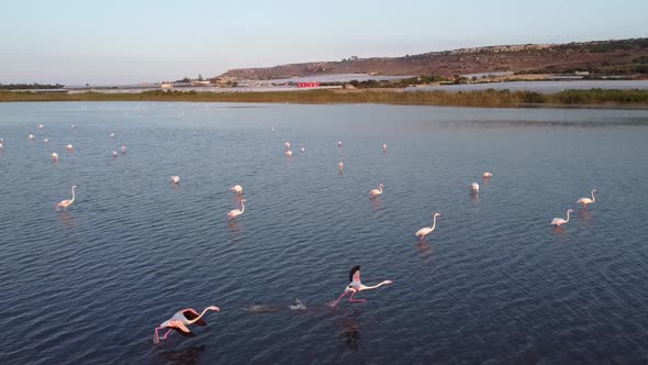 slow motion video of Pink Flamingos taking flight from a pond in Vendicari Natural reserve, Sicily,