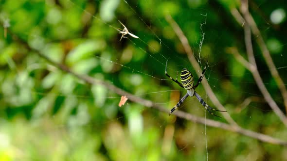 Large Spider Closeup on a Web Against a Background of Green Nature in Forest