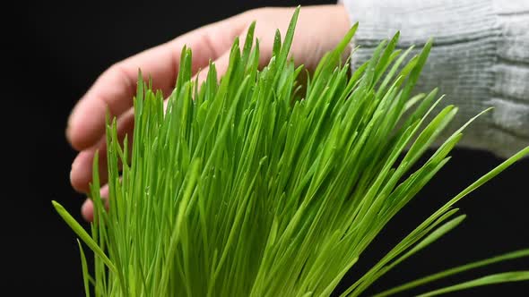 female hand touches green leaves of cereal, grass on black background