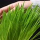 female hand touches green leaves of cereal, grass on black background - VideoHive Item for Sale
