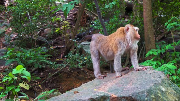 Monkeys Sitting on The Rock in The Forest