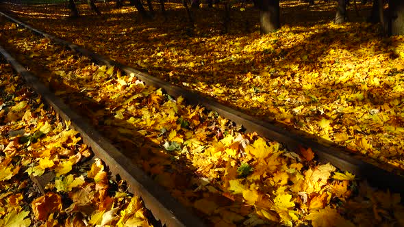 Narrow-gauge railway covered with autumn maple leaves. Railway road.