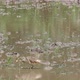 Heron catching and eating a crab on a paddy field in Sri Lanka - VideoHive Item for Sale