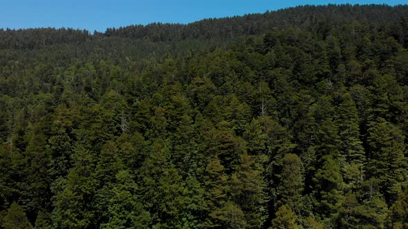 Drone flies above Large Old Growth Redwood Trees in Humboldt County