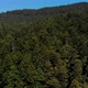 Drone flies above Large Old Growth Redwood Trees in Humboldt County - VideoHive Item for Sale