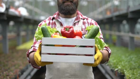 Happy Farmer Showing Fresh Vegetable Harvest in Box, Agricultural Production