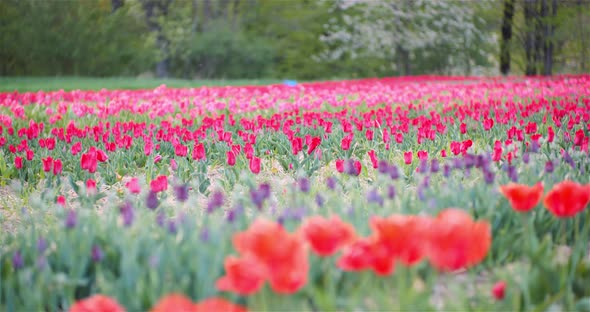 Blooming Tulips on Agriculture Field