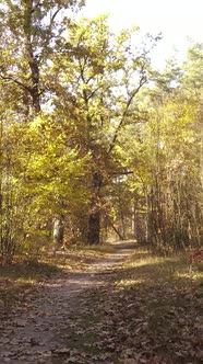 Vertical Video Trees in the Autumn Forest in the Afternoon