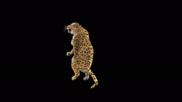 67 Leopard Dancing 4K