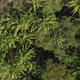 Aerial top down view of tropical forest in summer day and flying birds - VideoHive Item for Sale