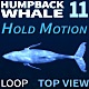Humpback Whale 11 - VideoHive Item for Sale