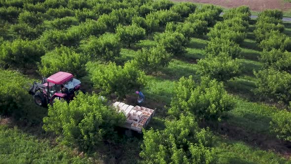 Aerial view or people picking peaches in a peach orchard with a tractor and cart in center.  Rows of