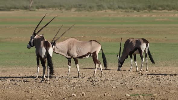 Gemsbok Antelopes Eating Salty Soil