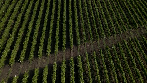 Vineyards a Suggestive Aerial  Video Over a Vineyards in an Amazing Landscape