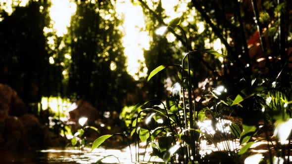 Green Bamboo Grove Near a Small Quiet Pond