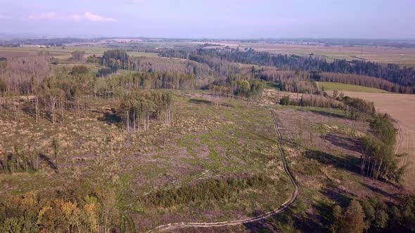 Aerial deforested landscape, harvested forest 