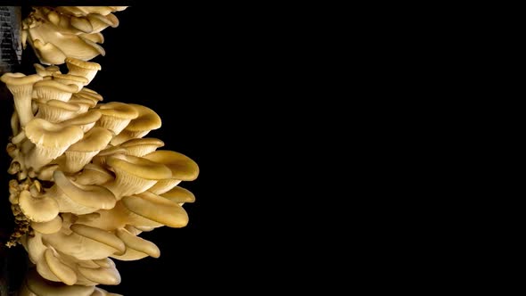 Growing Oyster Mushrooms on Black Background