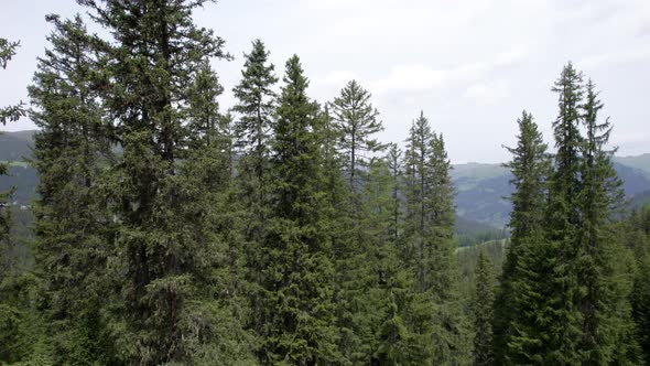 Aerial drone footage of an old forested landscape in Switzerland in summer. The drone quickly rises