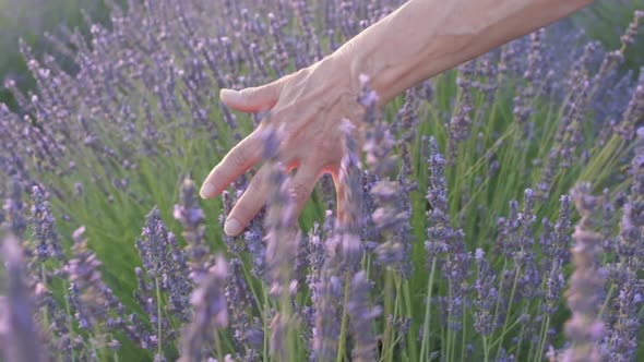 Woman's Hand in Lavender Field of Valensole, Provence France