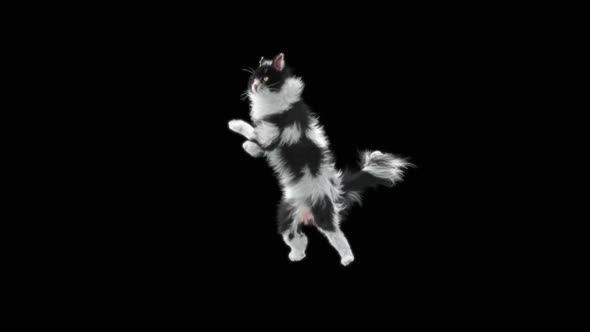 Cat Dancing HD