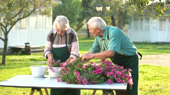 Gardeners Transplanting Flowers.