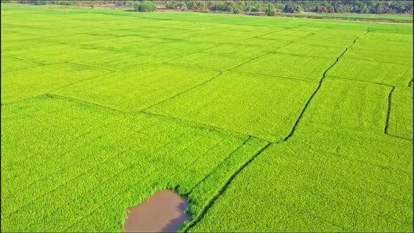 Moving Aerial View of Rice Field with Small Lake and Road