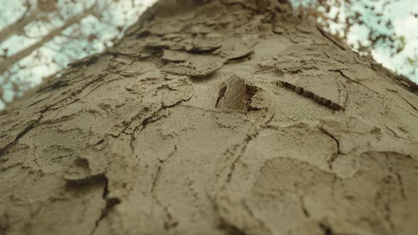 Embossed Bark of High Old Tree Growing in Park in Autumn