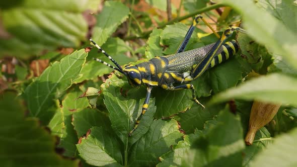 Aularches Miliaris is a Monotypic Grasshopper Species of the Genus Aularches
