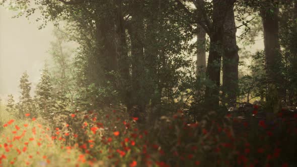 Clearing in the Forest in Sunny Summer Morning