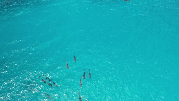 Flock of dolphins swimming in azure seawater