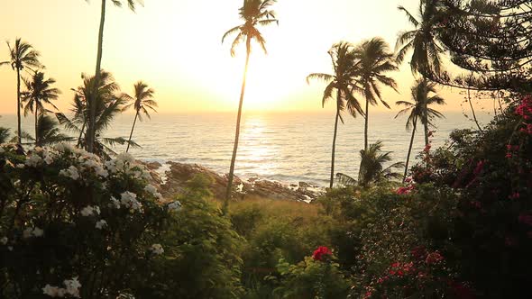 Palm Trees on the Shore of a Tropical Beach at Sunset