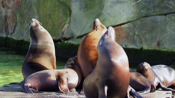 Sea Lions Bask in the Sun