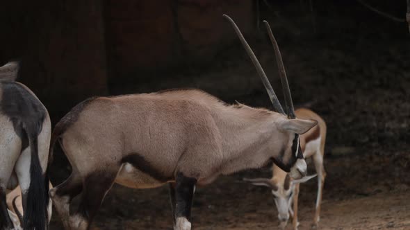 Wildebeest walking in the wild